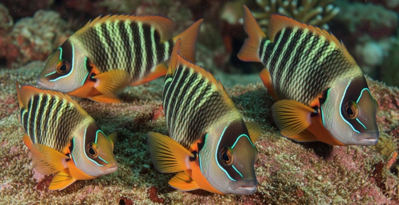 Gros plan sur plusieurs poissons tropicaux colorés typiques des Caraïbes sur un récif corallien