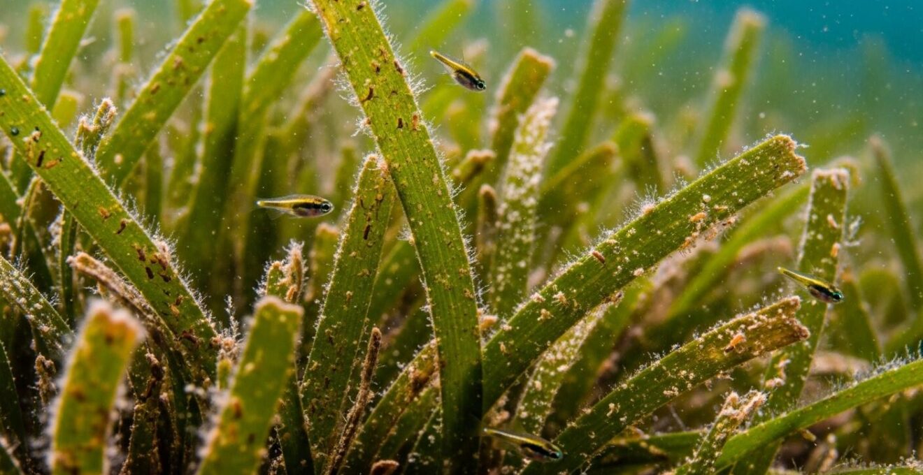 Détail macroscopique d'un herbier marin vibrant avec poissons juvéniles et micro-organismes