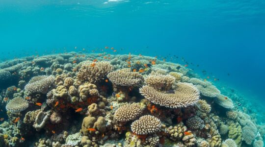 Paysage sous-marin vibrant d'un jardin corallien en Guadeloupe avec coraux colorés, poissons tropicaux et lumière douce pénétrant l'eau