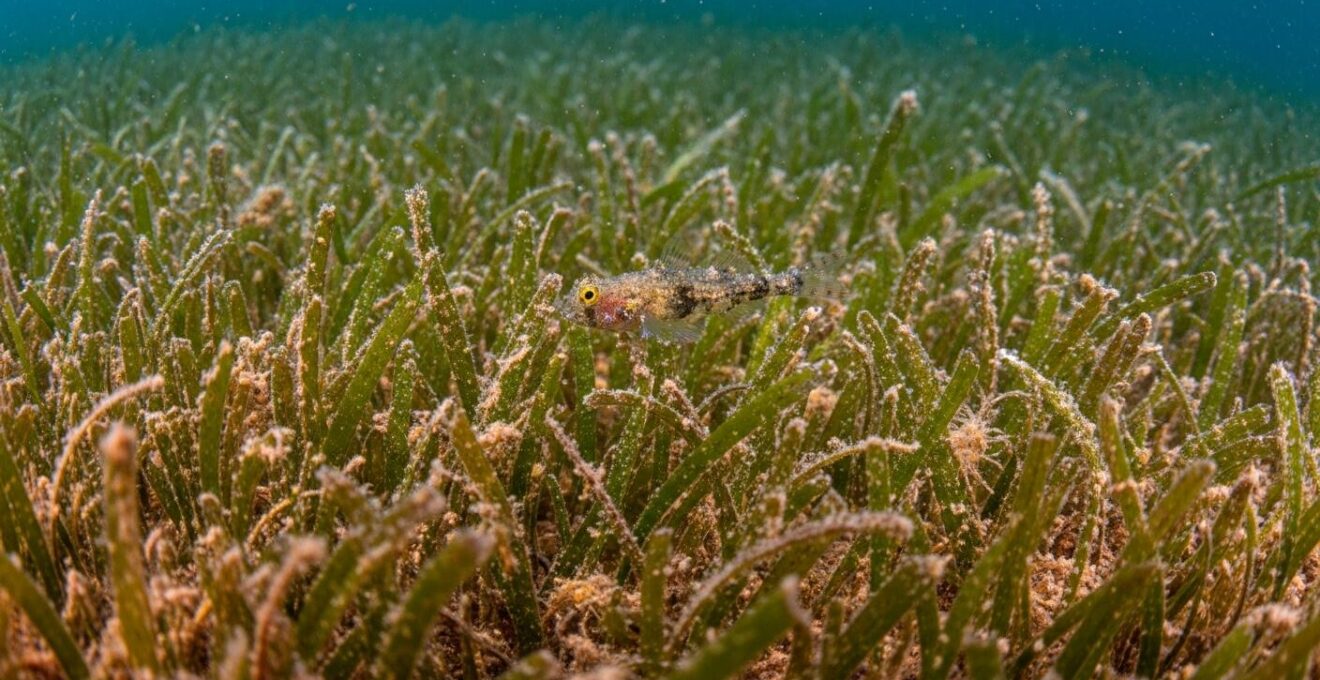 Plongée lente dans un herbier marin avec poissons camouflés, crevettes et juvéniles visibles